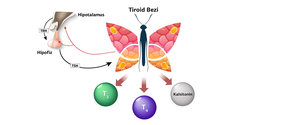 tiroidin fonksiyonu ve hormon uretimi dr mehmet uludag